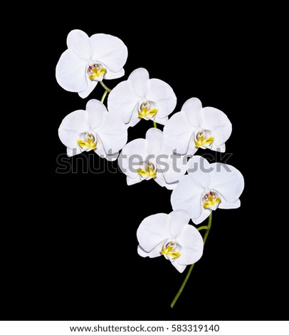 Orchid  isolated on black background. Delicate flower