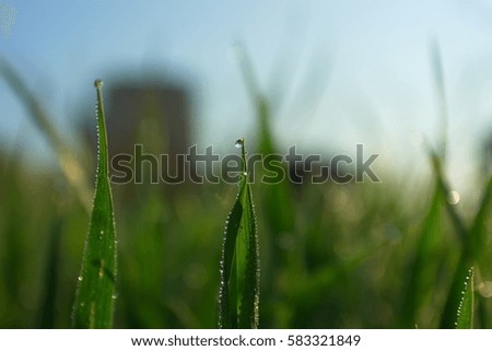 Grass-blades with drops of morning dew, spring morning