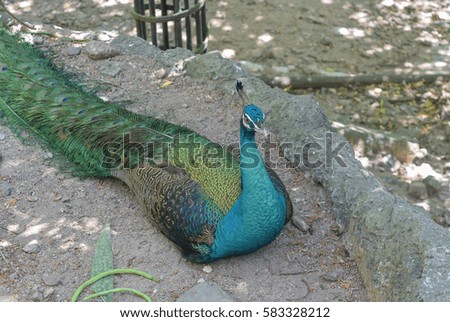 peacock at thailand in khao kheow open zoo.