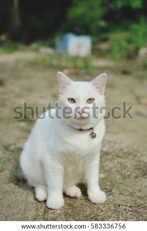 White cat sitting on the ground.