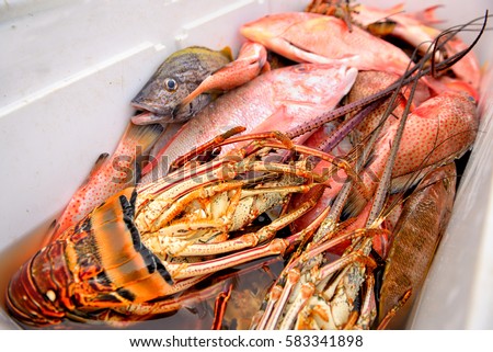 Freshly Caught Tropical Fish and lobsters in a bucket offered by a seller. Dominican Republic