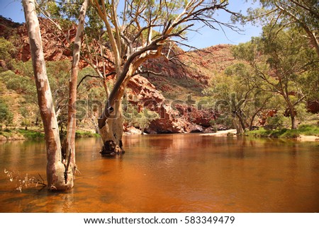 The Finke River flowing through outback central Australia flooding big old gnarled river red gum trees. Royalty-Free Stock Photo #583349479