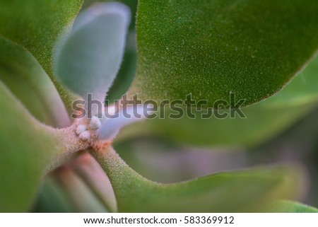 macro detail of a south american cactus (oreocereus celsianus)
