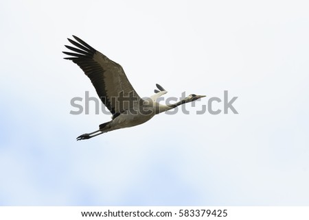 Common crane Grus grus in flight, natural background 