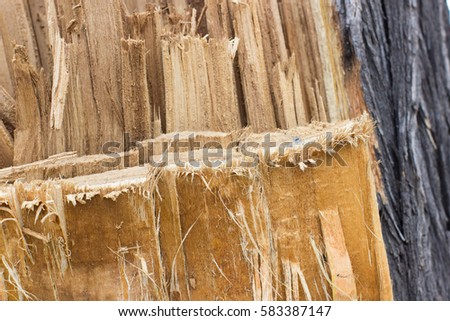 texture broken wood as the photo shows the structure of tree bark. close up of wood slivers after cutting