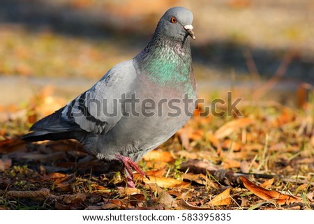 feral pigeon walking on faded leaves in the park ( Columba livia )