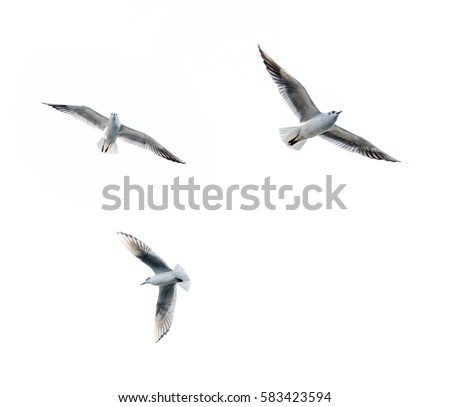 Flying seagulls Royalty-Free Stock Photo #583423594