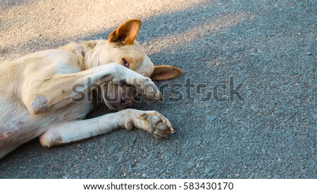 The dog is sleeping on cement background, The dog is sleeping on the road. The dog is shy.