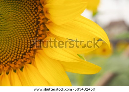 Beautiful sunflower blooming  with natural background