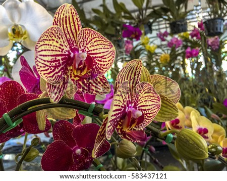  Orchid flower and green leaves background in garden.  