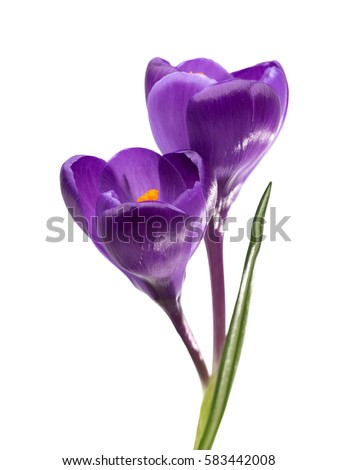 Two  flowers of crocus isolated on white background.