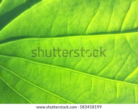 The surface of green leaf