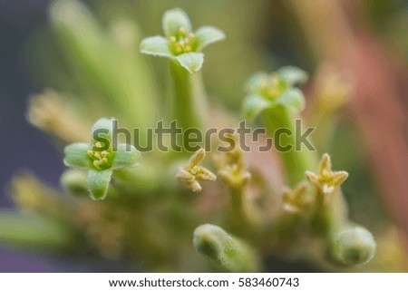 macro detail of a south american cactus plant with yellow little flowers