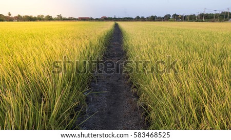 Rice field in Sunset