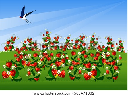 ripe strawberries on a green field, vector and illustration
