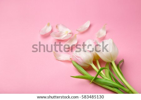 Beautiful pink and white tulips on pink background . Spring flowers