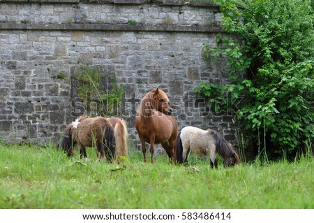 iceland horses and shetland pony