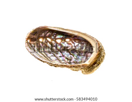 Abalone - Haliotis lamellosa isolated on white background. Sea ear, ear shell, muttonfish or muttonshell is a common shell fish or mollusc souvenir. Royalty-Free Stock Photo #583494010