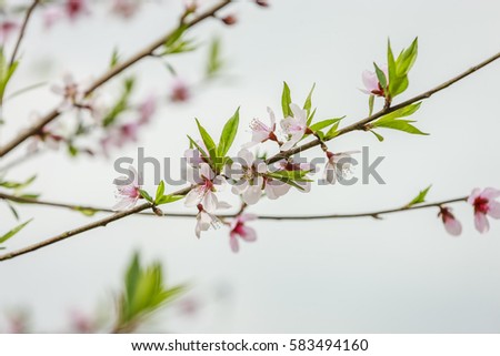 Blossom flower
