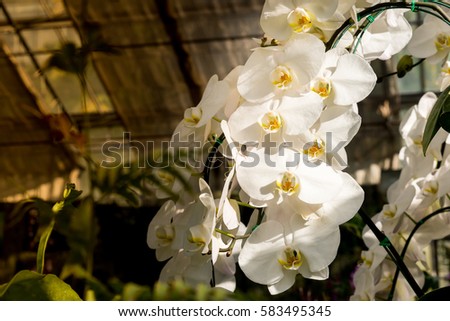 Beautiful background of white orchid flower in nursery, Orchids is considered the queen of flowers in Thailand.