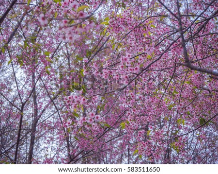 Pink Sakura flower in thailand, Wild Himalayan Cherry