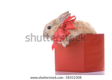 Image of fluffy rabbit with red bow in red giftbox