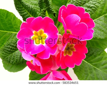 Majestic bright pink flower pot. Top view