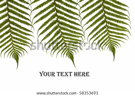 three ferns on white with text space