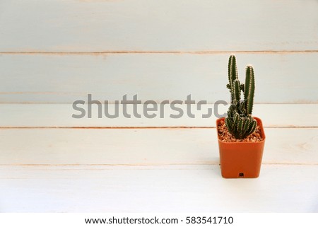 Cactus on old wooden table.Vintage Style.
