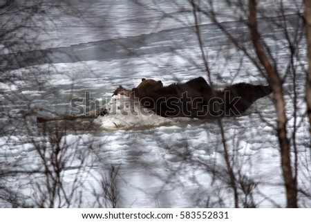 Brown bear awoke from hibernation, then killed young elk on lake ice, part ate and sleeping on carcass as pillow - predator guarding its kill. Beast stretching in sleep, unique picture