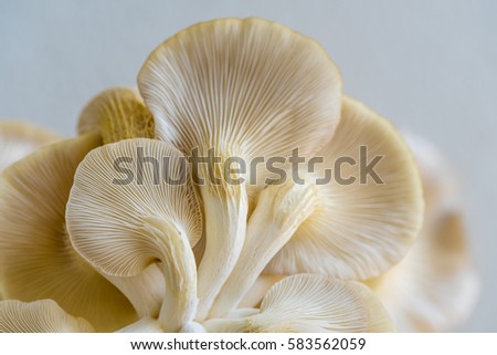 Macro shot of underside of angel mushrooms.
