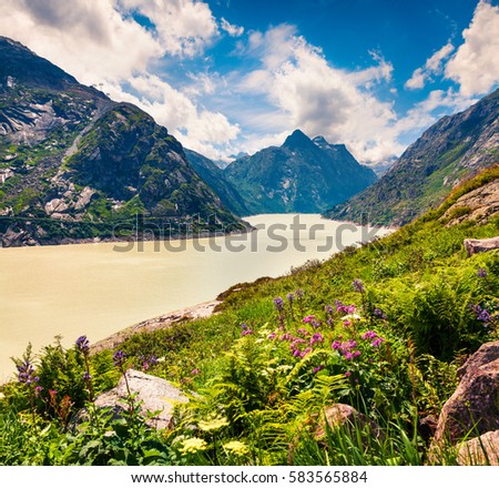 Blooming flowers on the coast of Grimselsee reservoir on the top of Grimselpass. Colorful summer morning in Swiss Alps,  Interlaken-Oberhasli district in the canton of Bern in Switzerland, Europe.