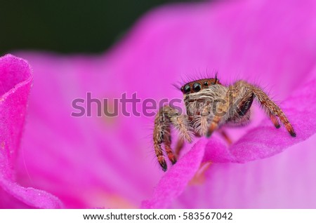 macro closeup of jumping spider on pink color orkid 