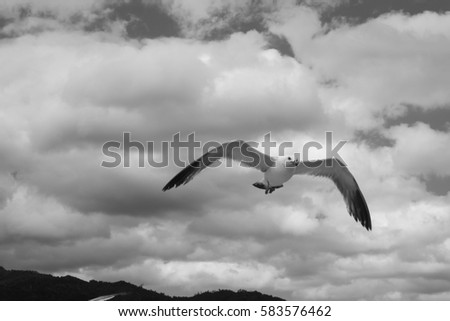 Birds in the Sky,Black Background