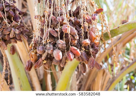 Ripe dates on the palm tree in the old Dariyah, Riyadh, the kingdom of Saudi Arabia