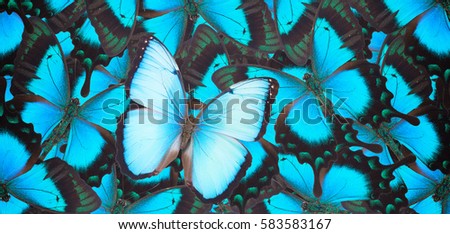  Sea Green Swallowtail and blue morpho butterflies natural  background