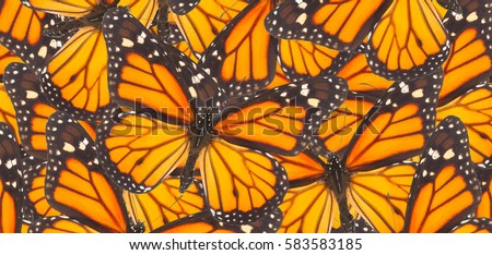 Orange monarch  butterfly close up natural  background