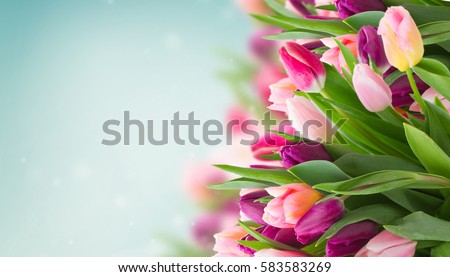 spring flowers banner - bunch of pink tulip flowers on blue sky background Royalty-Free Stock Photo #583583269