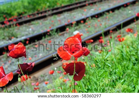 Wild red poppies near railway. "Nature and industry" concept.