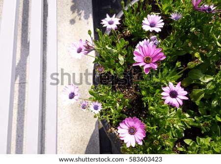african daisy in different tones of purple.
