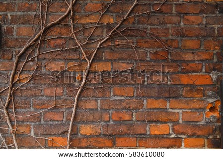 Wall of old red brick building, overgrown with vines and ivy.