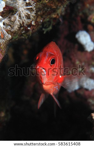Silverspot squirrelfish (Sargocentron caudimaculatum) underwater in the coral reef 