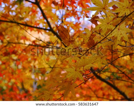 Yellow and red maple leaf in autumn