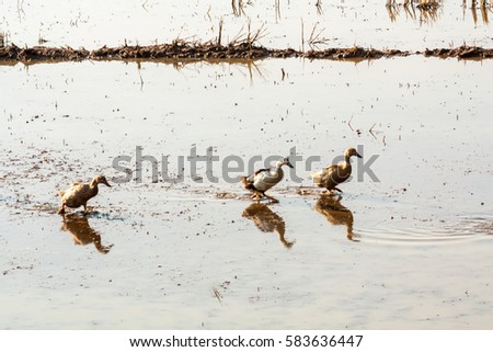 Ducks walking through muddy paddy field in search of food in Kerala, India