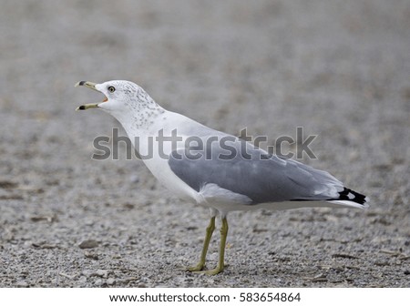 Funny isolated photo of a screaming gull on the shore