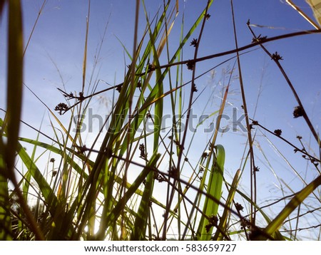 Close up image of green grass for texture and background. Top side macro view