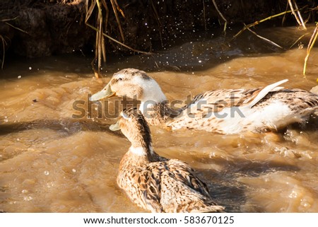 Ducks searching food in mud water in Kerala, India