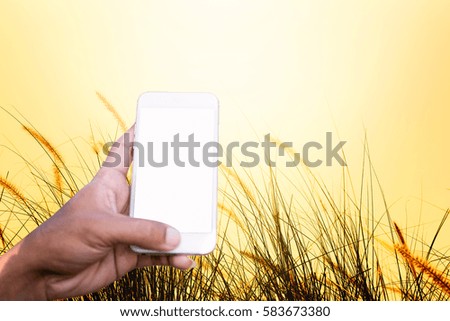 Person is taking photo brown grass in sunset warm light with a smartphone.