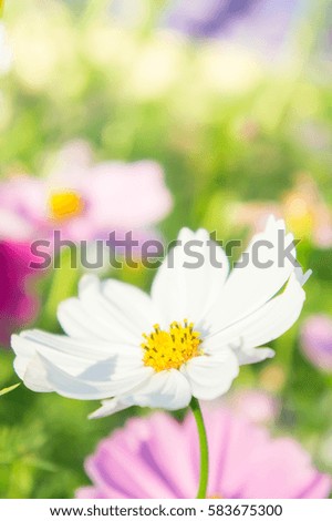 flowers cosmos colorful in the park, flowers colorful with sunlight