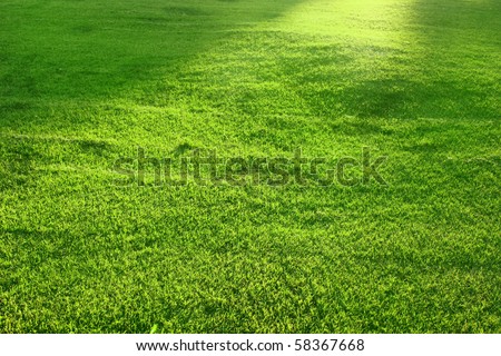 Beautiful green lawn